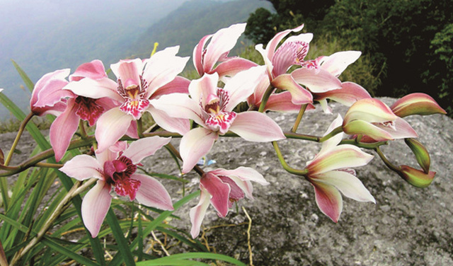 【深圳市兰科植物自然教育课程】活动招募|兰花的智慧——传粉篇