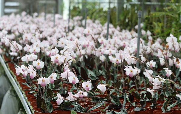 深圳市濒危兰科植物保护与利用重点实验室开放基金项目申请书